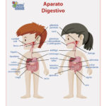 1741 LÁMINA DIDÁCTICA APARATO DIGESTIVO NIÑOS 43X60 (SOBRE PEDIDO)