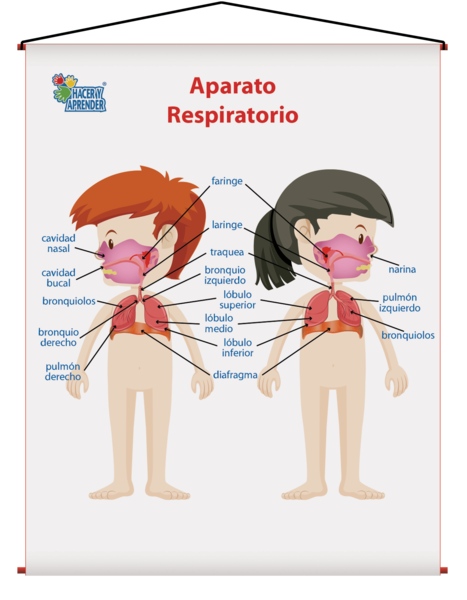 1746 LÁMINA DIDÁCTICA APARATOR RESPIRATORIO NIÑOS 43X60 CM (SOBRE PEDIDO)