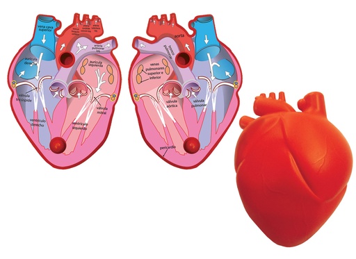 3139 CORAZON HUMANO HANDS