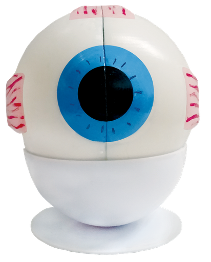 MAQUETA OJO HUMANO