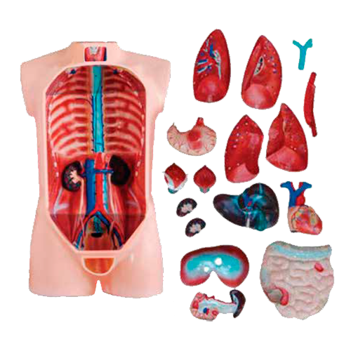 2146 JUEGO DE TORSO