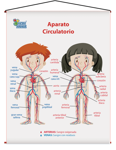 1738 LÁMINA DIDÁCTICA APARATO CIRCULATORIO NIÑOS 43X60 CM (SOBRE PEDIDO)