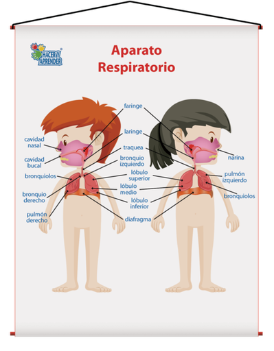 1746 LÁMINA DIDÁCTICA APARATOR RESPIRATORIO NIÑOS 43X60 CM (SOBRE PEDIDO)