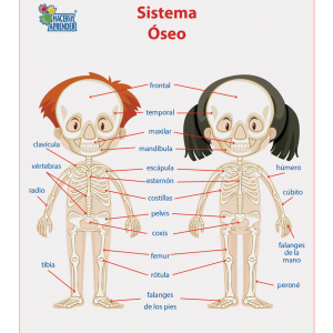 1745 LÁMINA DIDÁCTICA SISTEMA ÓSEO NIÑOS 3X60 CM (SOBRE PEDIDO)